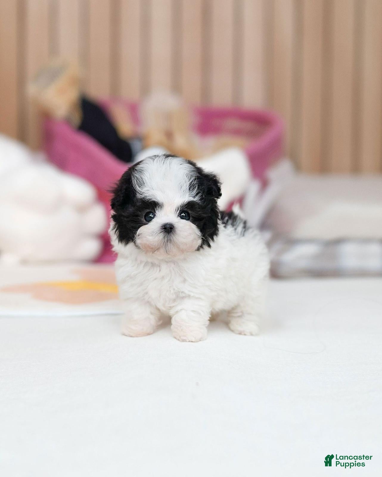 Maltipoo dogs Sissy - Ad 2