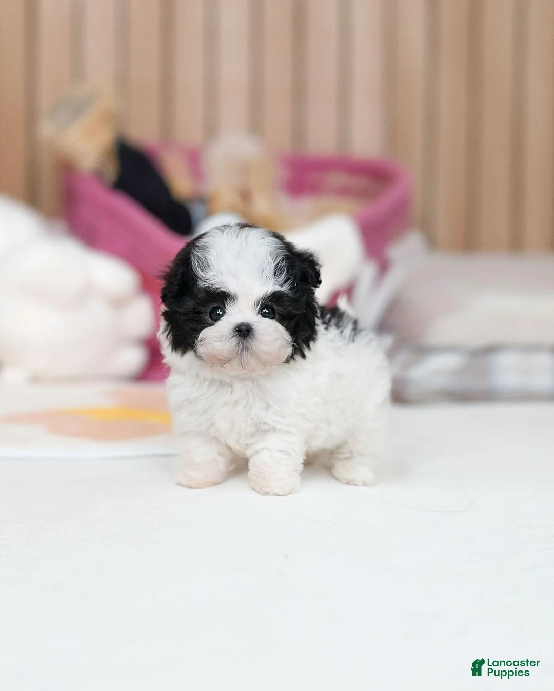 Maltipoo dogs for sale: Sissy - Ad 2