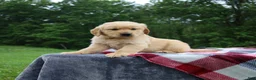 Golden Retriever dogs for sale: Duke - Ad 5