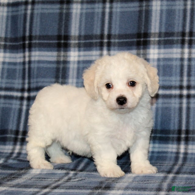 Bichon Frise dogs Franklin - Ad 2