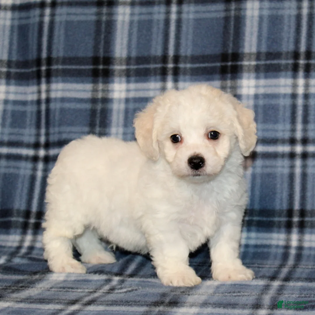 Bichon Frise dogs for sale: Franklin - Ad 2