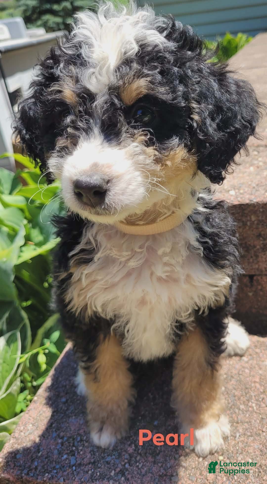 Mini Bernedoodle dogs Pearl - Ad 1