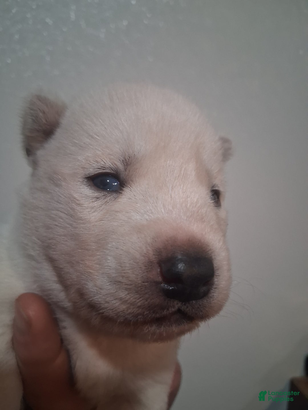 Siberian Husky dogs for sale: Frosty - Ad 3