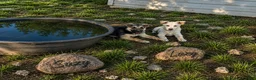 German Shepherd dogs for sale: Suzy - Ad 2
