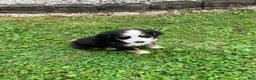 Bernese Mountain Dog dogs for sale: Akc Ranger - Ad 4
