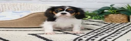 Cavalier King Charles Spaniel dogs for sale: Kaiden - Ad 3
