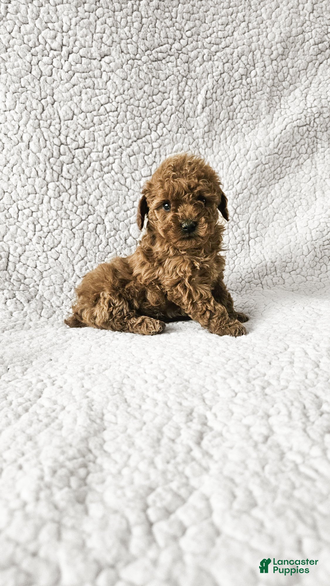 Toy Poodle dogs Daisy - Ad 1