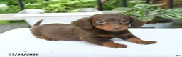 Miniature Dachshund dogs for sale: Darius - Ad 3