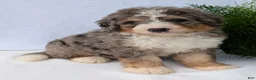 Mini Bernedoodle dogs for sale: Mini Baker  - Ad 36
