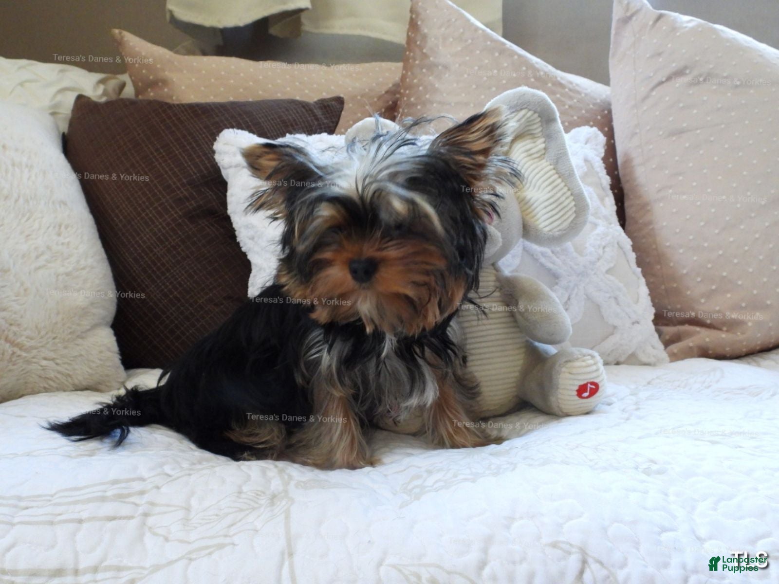 Yorkshire Terrier dogs Micro boy - Ad 42