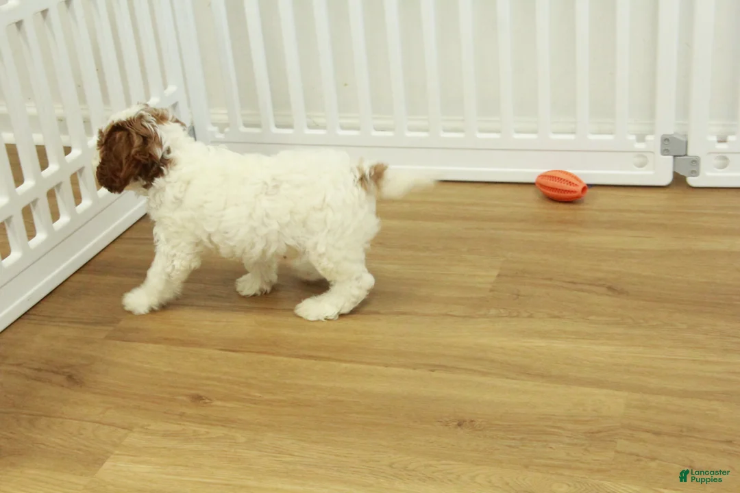 Cavapoo dogs for sale: Leo - Ad 3