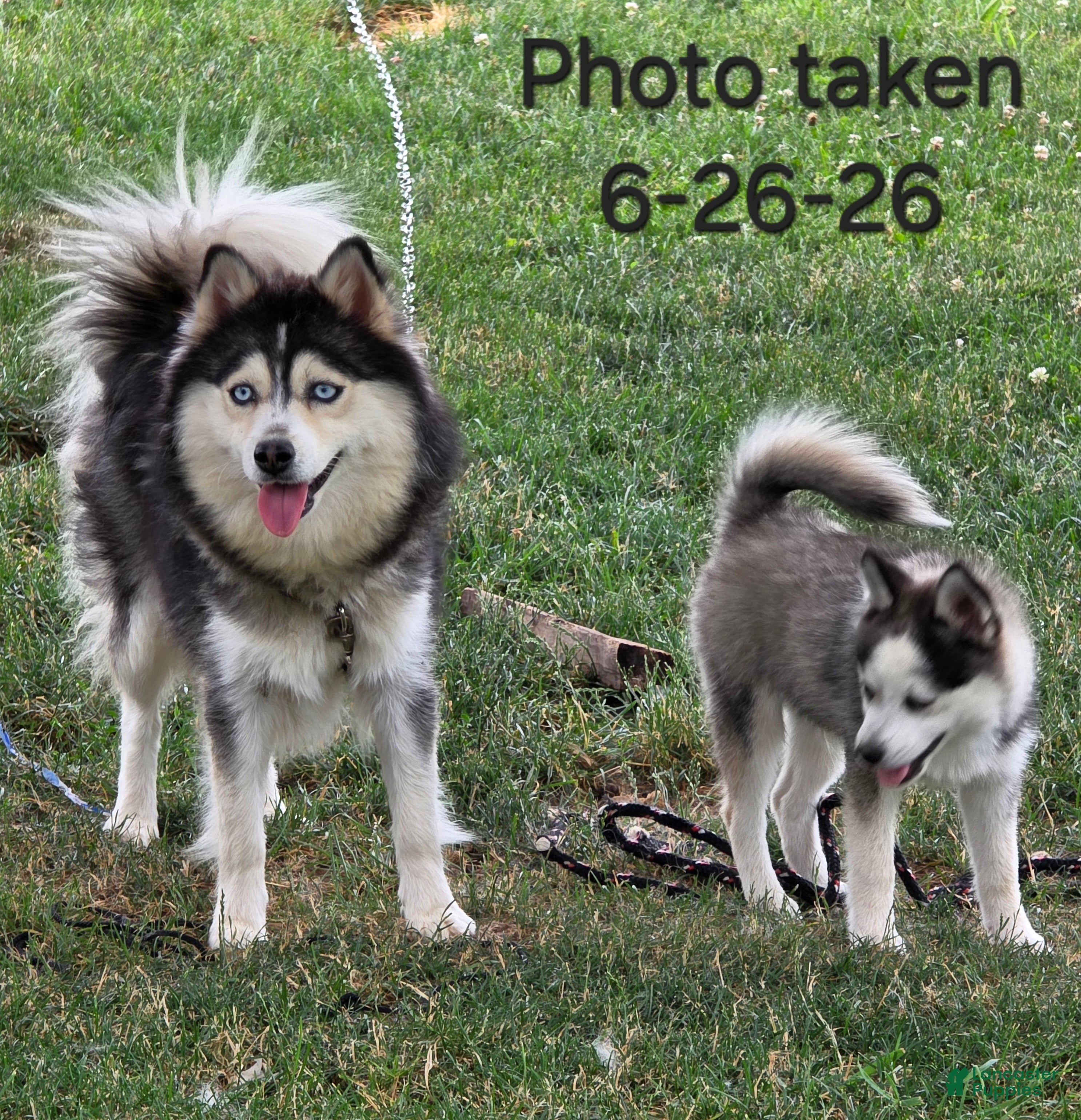 Pomsky dogs Aki - Ad 1