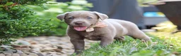 Labrador Retriever dogs for sale: Clover - Ad 6