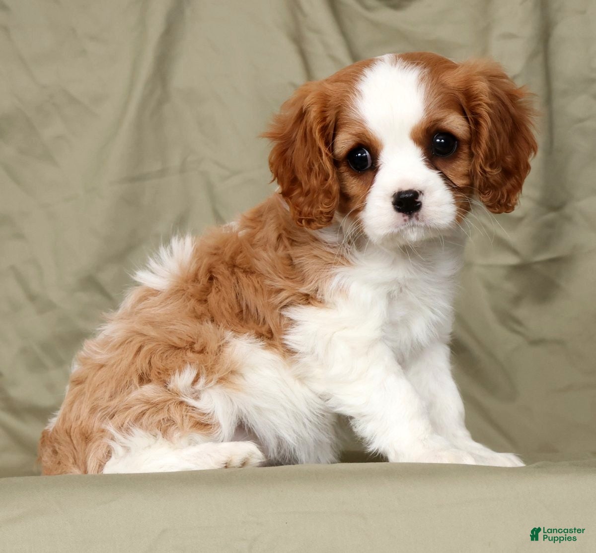 Cavalier King Charles Spaniel dogs Olivia - Ad 2