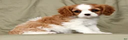 Cavalier King Charles Spaniel dogs for sale: Olivia - Ad 2