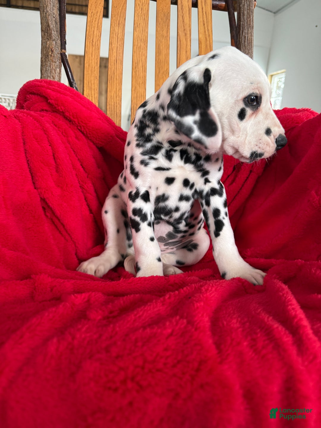 Dalmatian dogs for sale: Tara - Ad 14