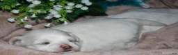 Maltese dogs for sale: Diva - Ad 16