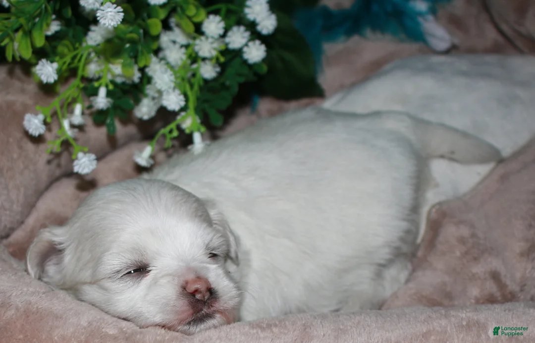 Maltese dogs for sale: Diva - Ad 16