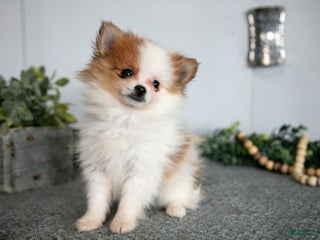 Pomeranian dogs - Ad 37