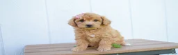 Bichpoo dogs for sale: Kenzie 🐶💖 - Ad 12