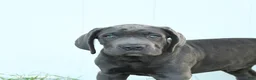 Cane Corso dogs for sale: Rodeo - Ad 3