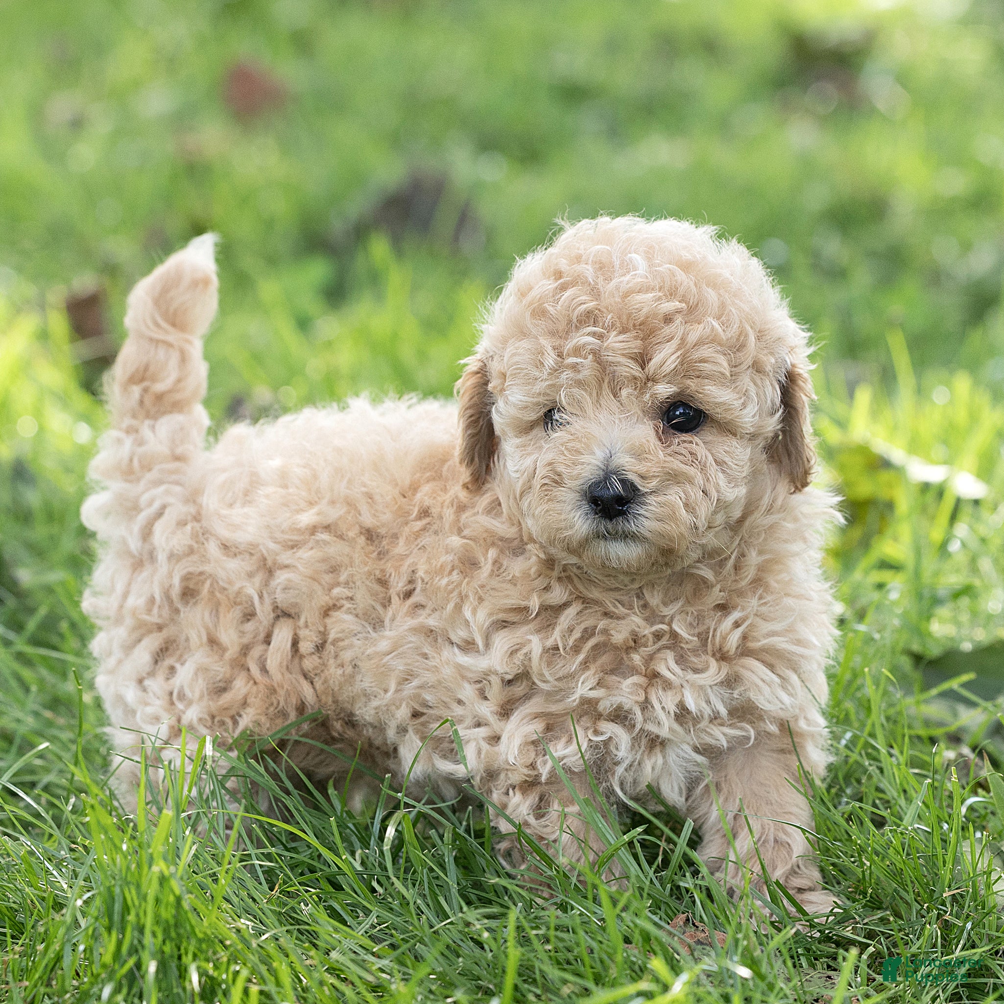 Maltipoo dogs Millie Maltipoo  - Ad 2