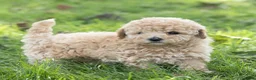 Maltipoo dogs for sale: Millie Maltipoo  - Ad 6
