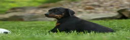 Doberman Pinscher dogs for sale: Duke (Black Rust)🐶🤎✨ - Ad 11