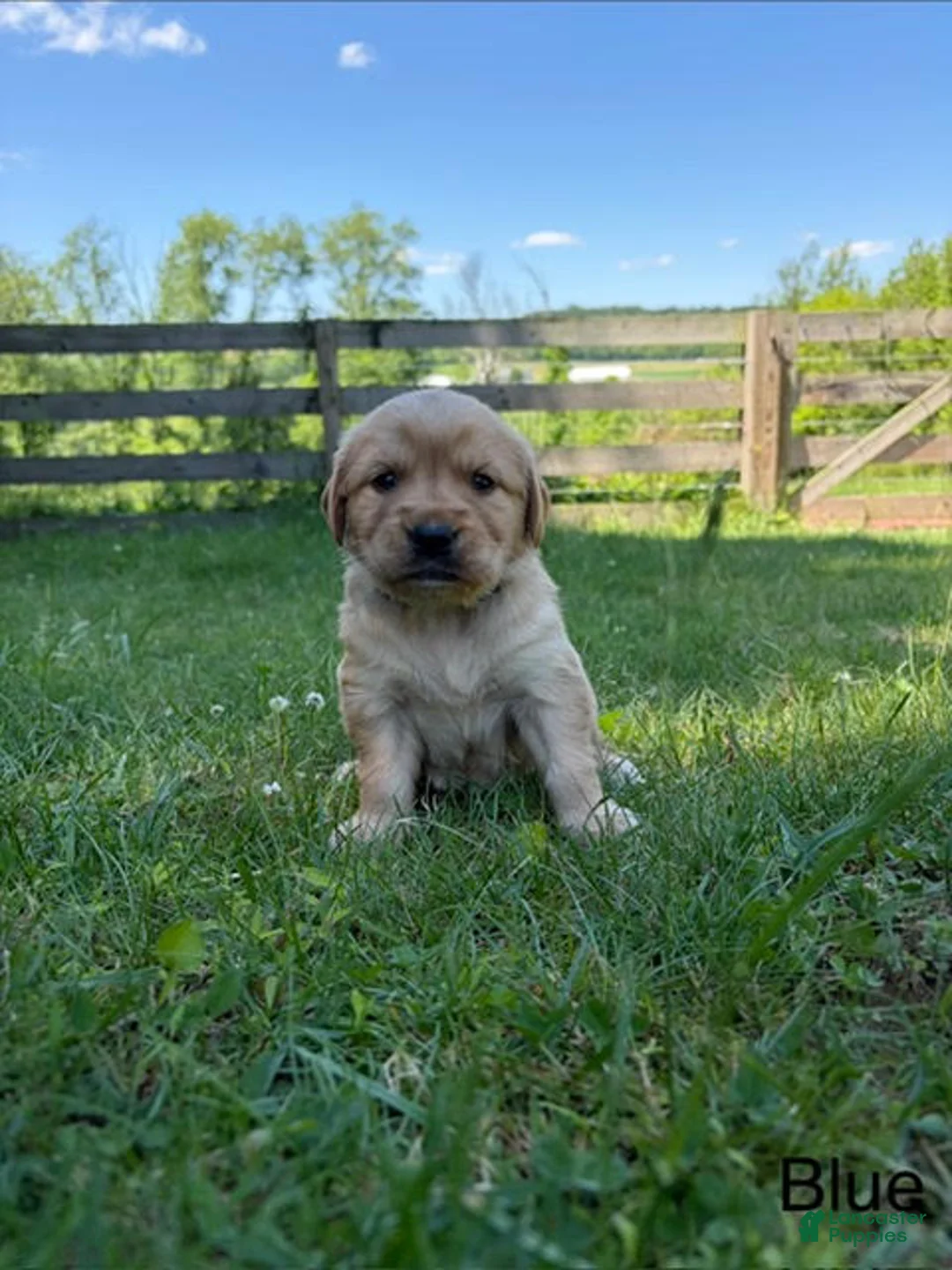 Golden Retriever dogs for sale: Calli - Ad 1