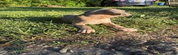 Cane Corso dogs for sale: Cane Corso 1 - Ad 6