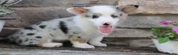 Welsh Corgi Pembroke dogs for sale: Denver  - Ad 4