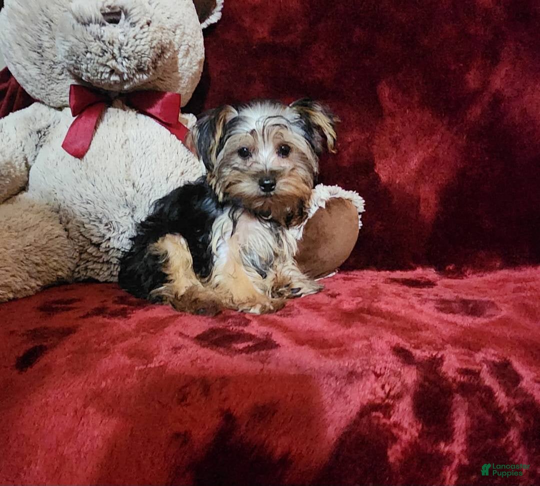 Yorkshire Terrier dogs for sale: MILO - Ad 5