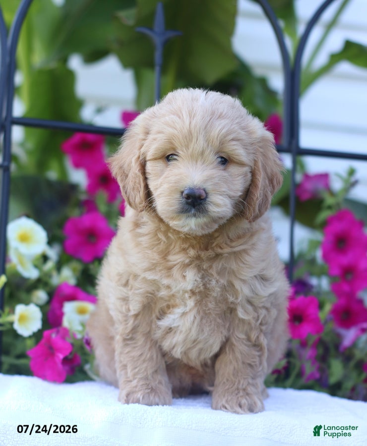 Mini Goldendoodle dogs Jessica - Ad 1