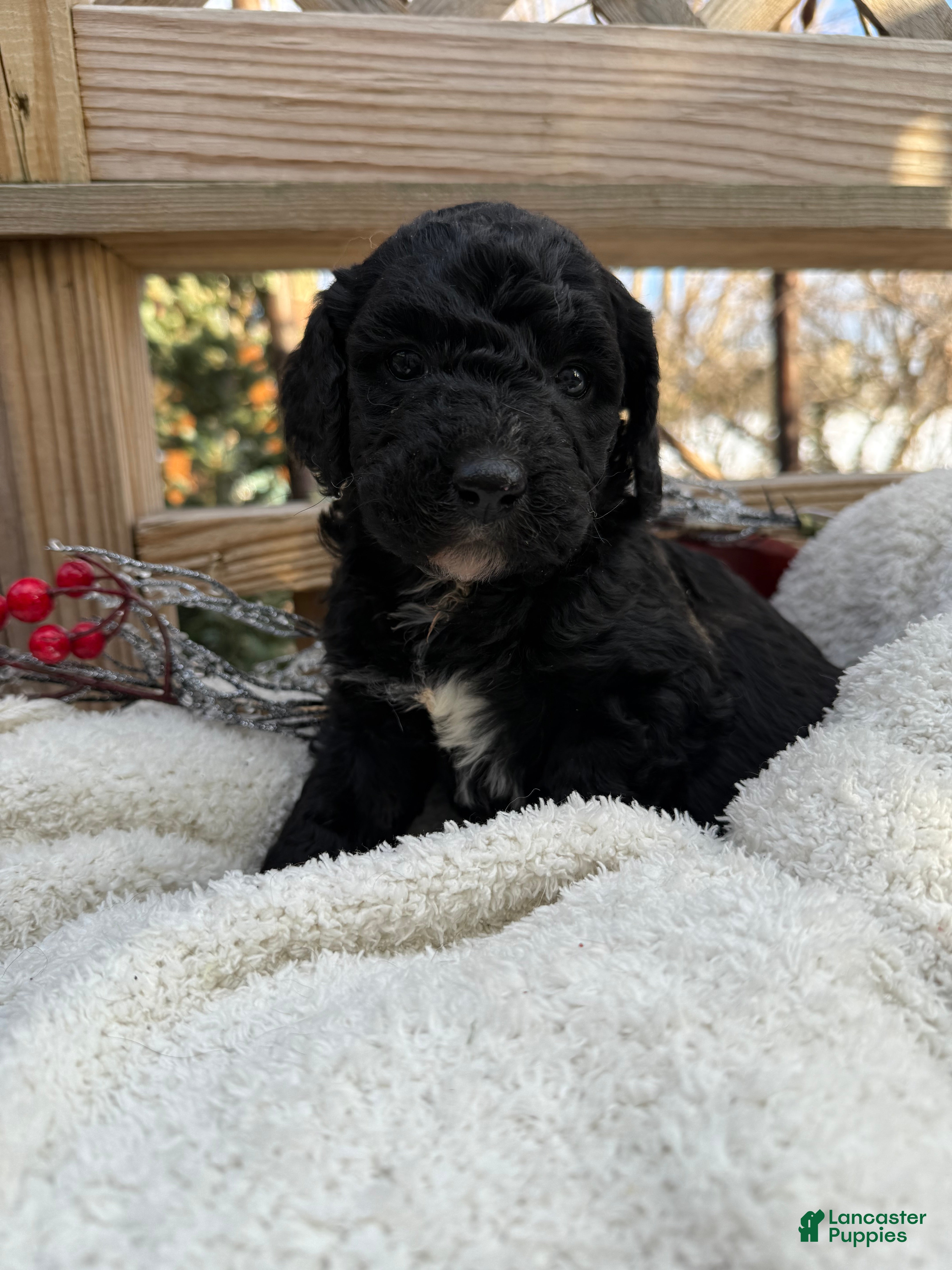 Mixed Breed dogs Sandy - Ad 2