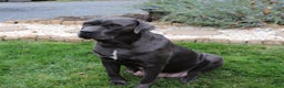 Cane Corso dogs for sale: Cane Corso Puppy 3 - Ad 5