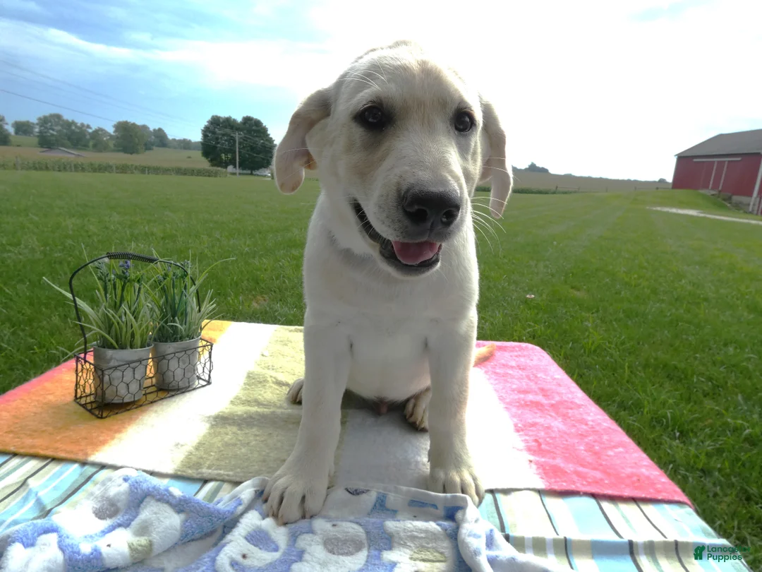 Labrador Retriever dogs for sale: Labrador Retriever 2 Hyland - Ad 2