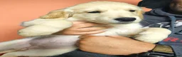 Golden Retriever dogs for sale: Golden Retriever 4 - Ad 4