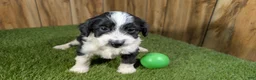 Mini Aussiedoodle dogs for sale: Sunset Boy 4 - Ad 1