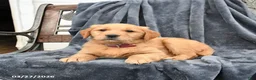 Golden Retriever dogs for sale: Buster - Ad 2