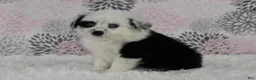 Toy Australian Shepherd dogs for sale: Brandi - Ad 15