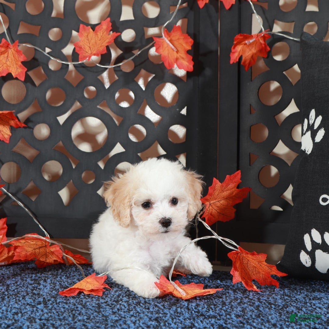 Bichpoo dogs for sale: Lily-Darling little Female Poochon - Ad 2