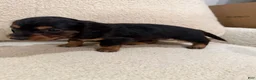 Miniature Dachshund dogs for sale: Miniature Dachshund 1 - Ad 3