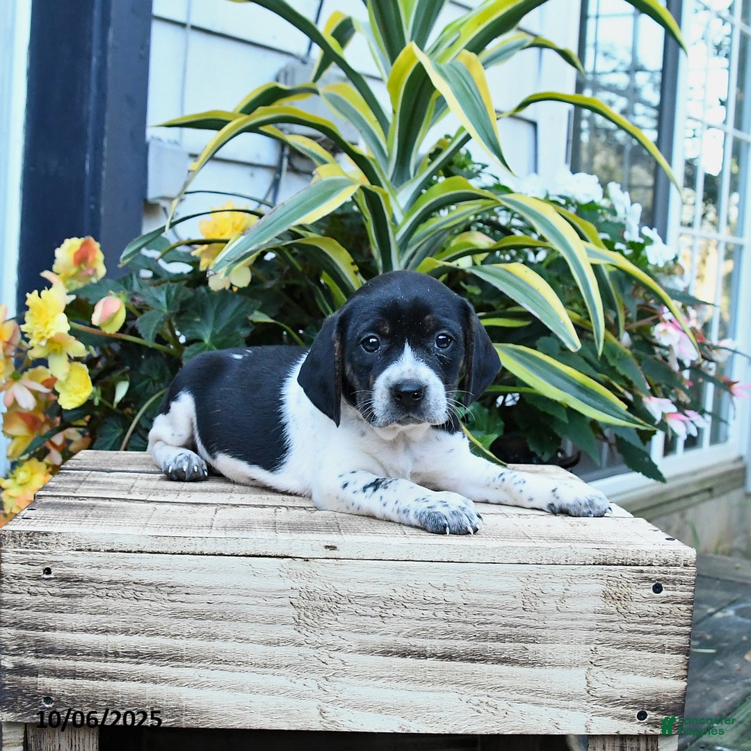 Mixed Breed dogs for sale: Emma - Ad 1