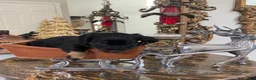 Dachshund dogs for sale: Dachshund 2 - Ad 5
