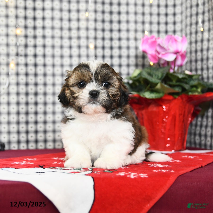 Mixed Breed dogs Kaden - Ad 11