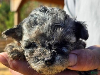 Maltipoo dogs - Ad 7