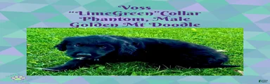  Voss — Lime Green Collar • Male Golden Mountain Doodle
