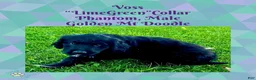 Mixed Breed dogs for sale:  Voss — Lime Green Collar • Male Golden Mountain Doodle - Ad 1