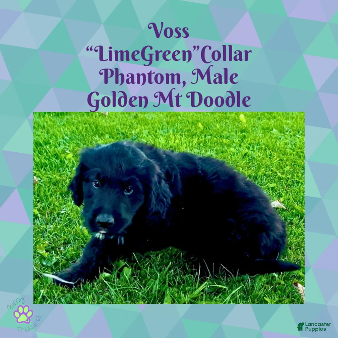 Mixed Breed dogs for sale:  Voss — Lime Green Collar • Male Golden Mountain Doodle - Ad 1