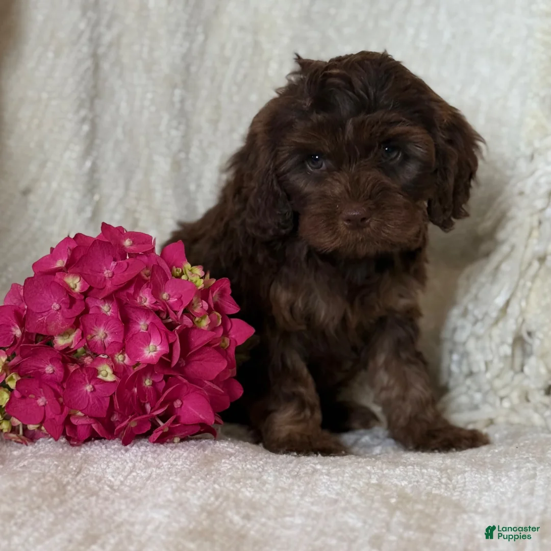 Cavapoo dogs for sale: Stacy - Ad 8